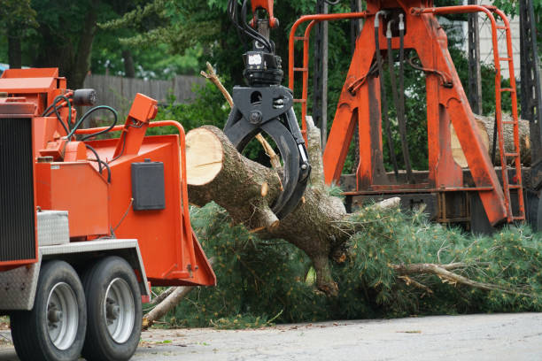 How Our Tree Care Process Works  in  Searingtown, NY